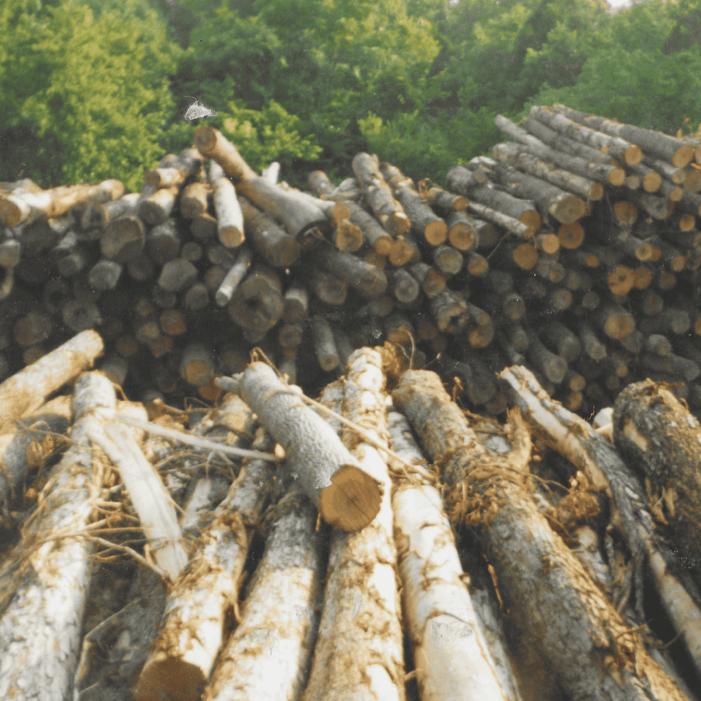 KK Firewood History - 1996